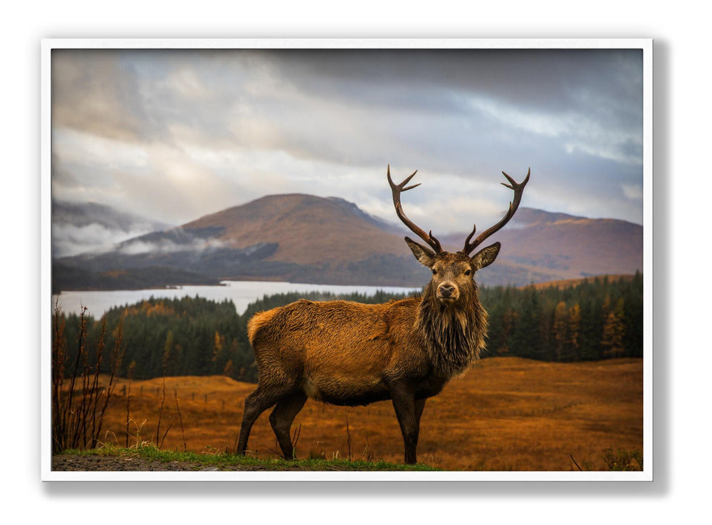 Scottish Stag