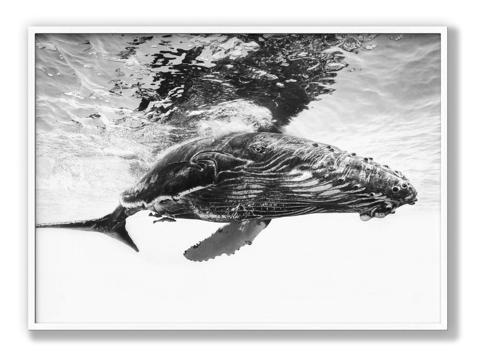 Humpback whale calf