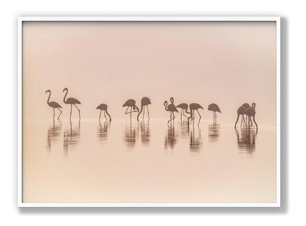 Flamingos in the mist