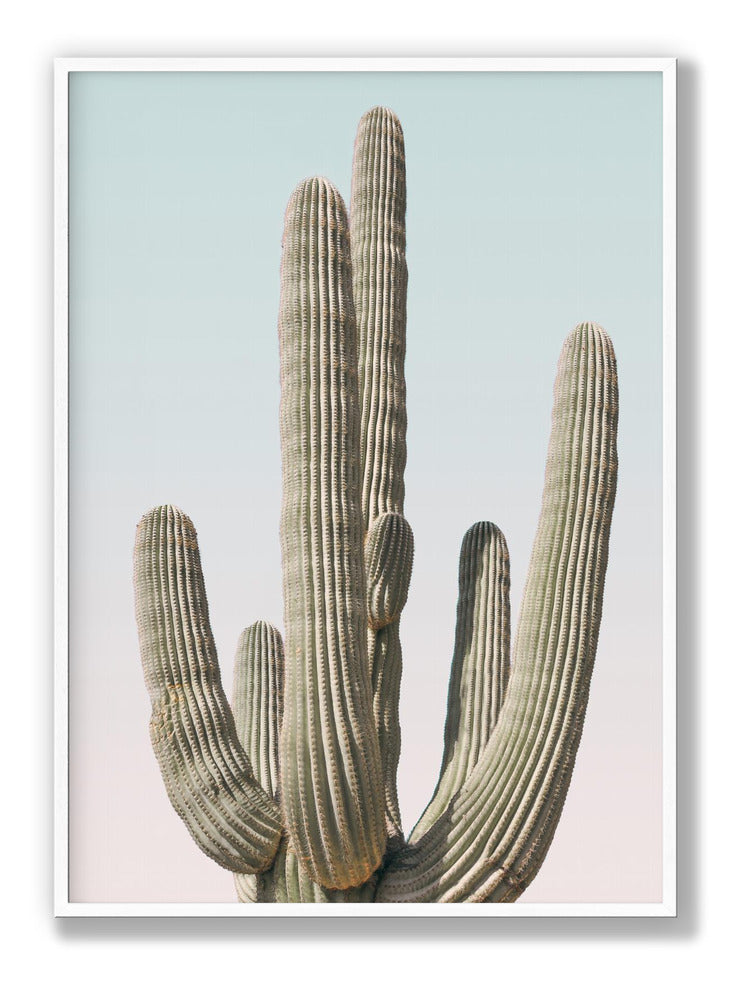 Saguaro