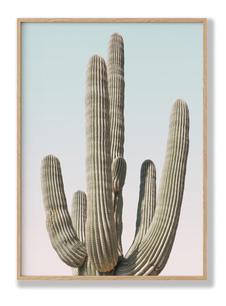 Saguaro