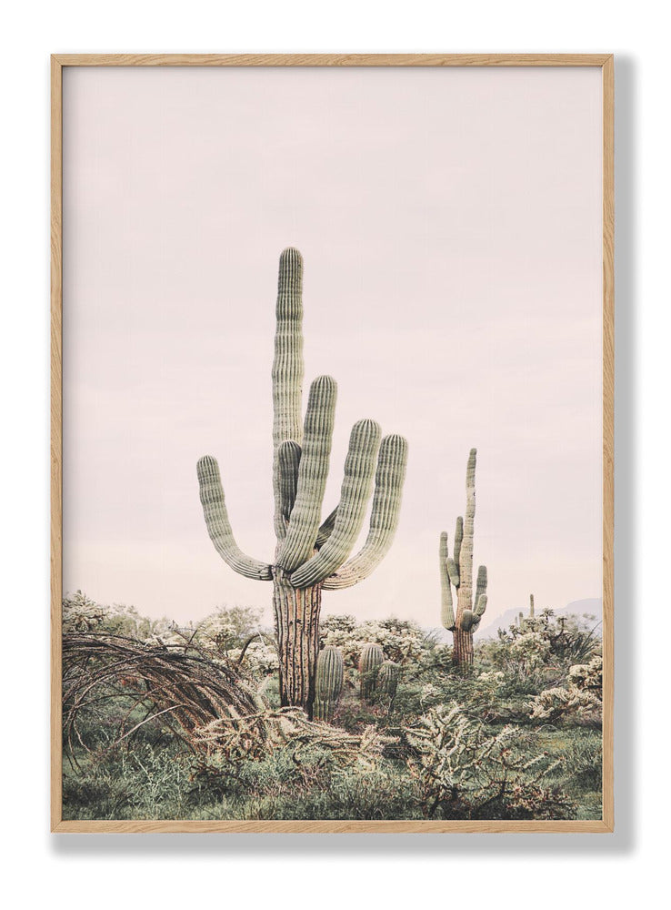 Pink Saguaro