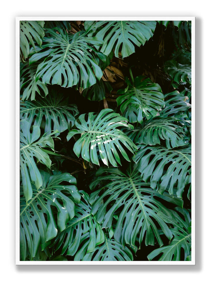 Monstera wall in Lisbon