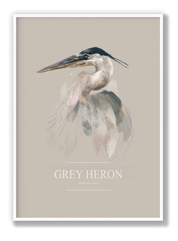 Grey Heron