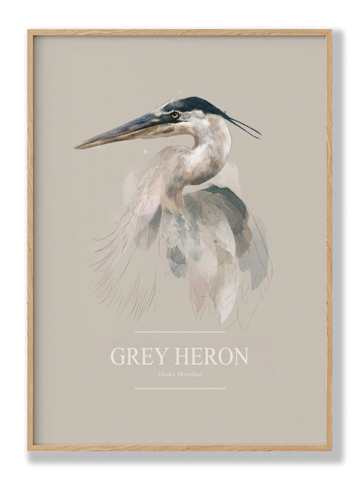 Grey Heron