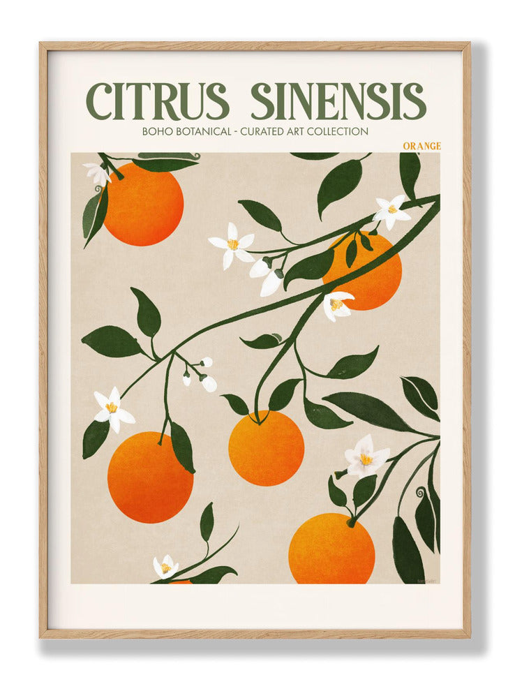 Citrus Sinensis - Orange