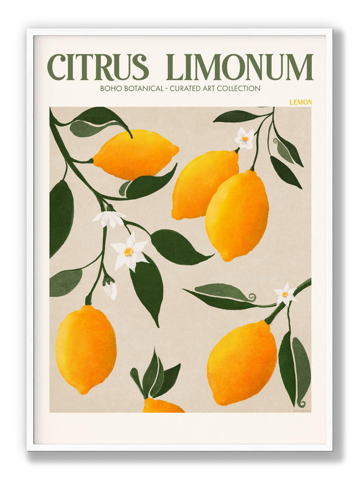 Citrus Limonum - Lemon