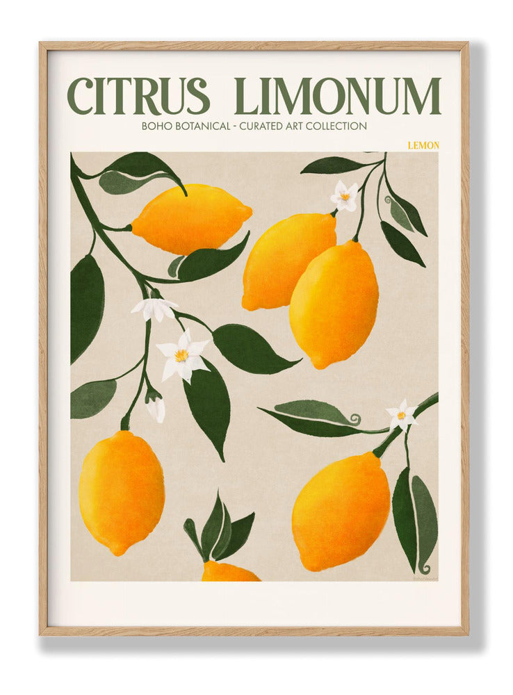 Citrus Limonum - Lemon