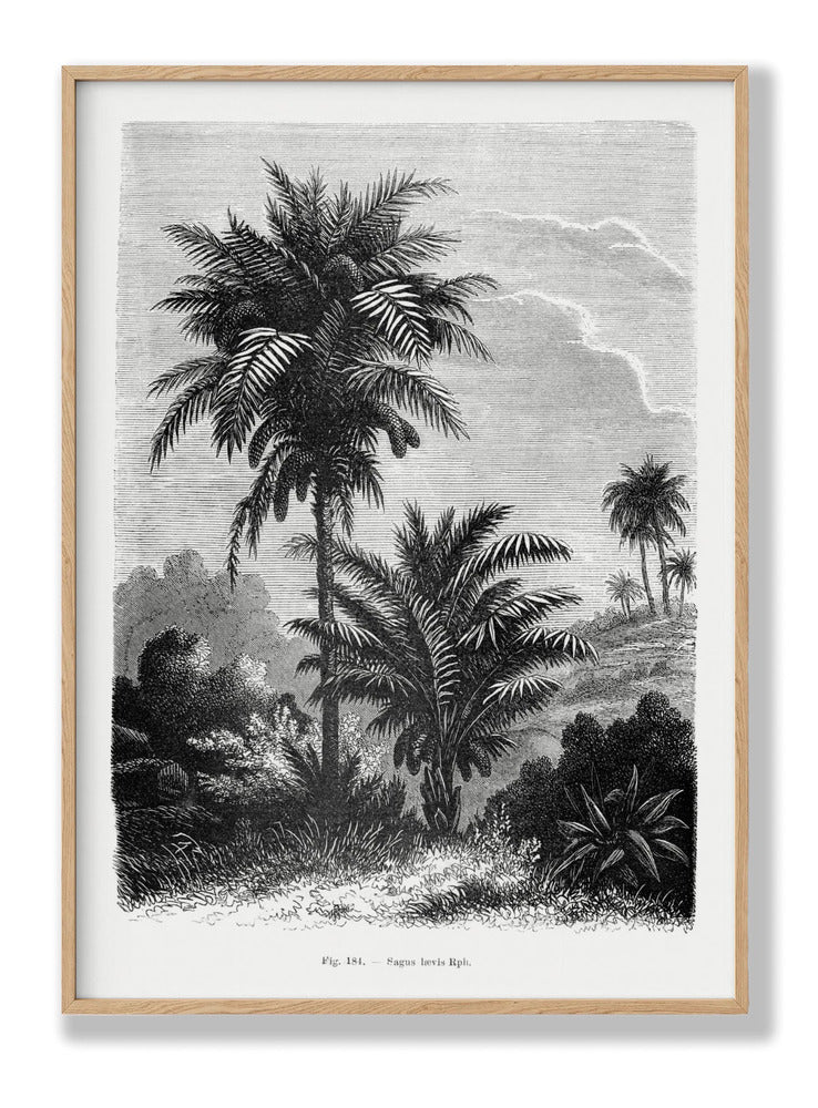 Vintage Palm Tree Drawing V