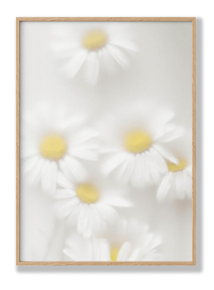 Daisies