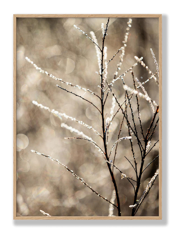 A Winter Morning 5