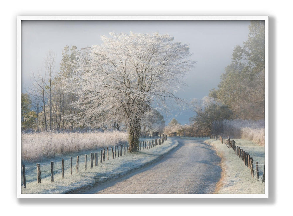 A Frosty Morning