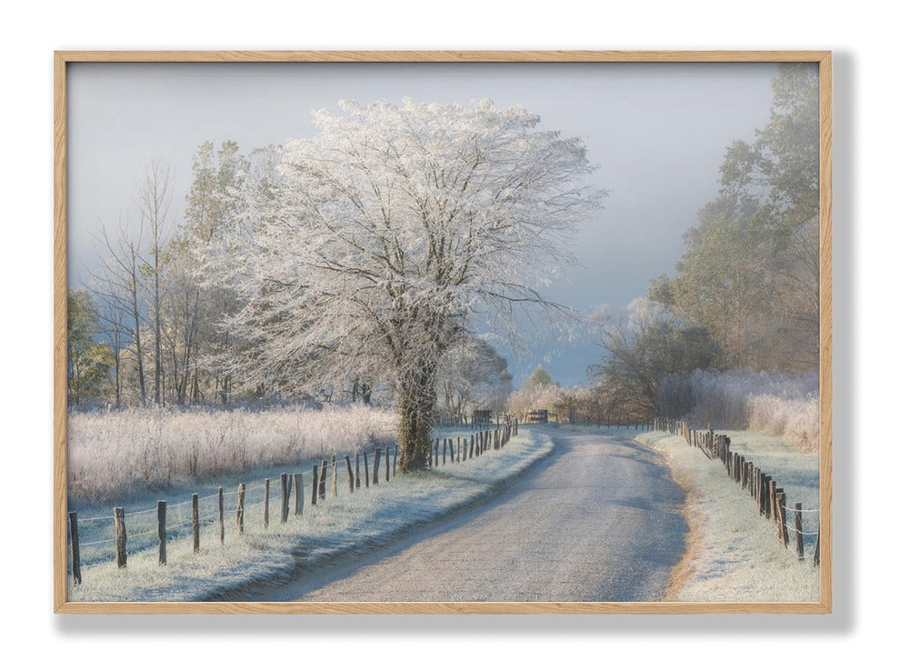 A Frosty Morning