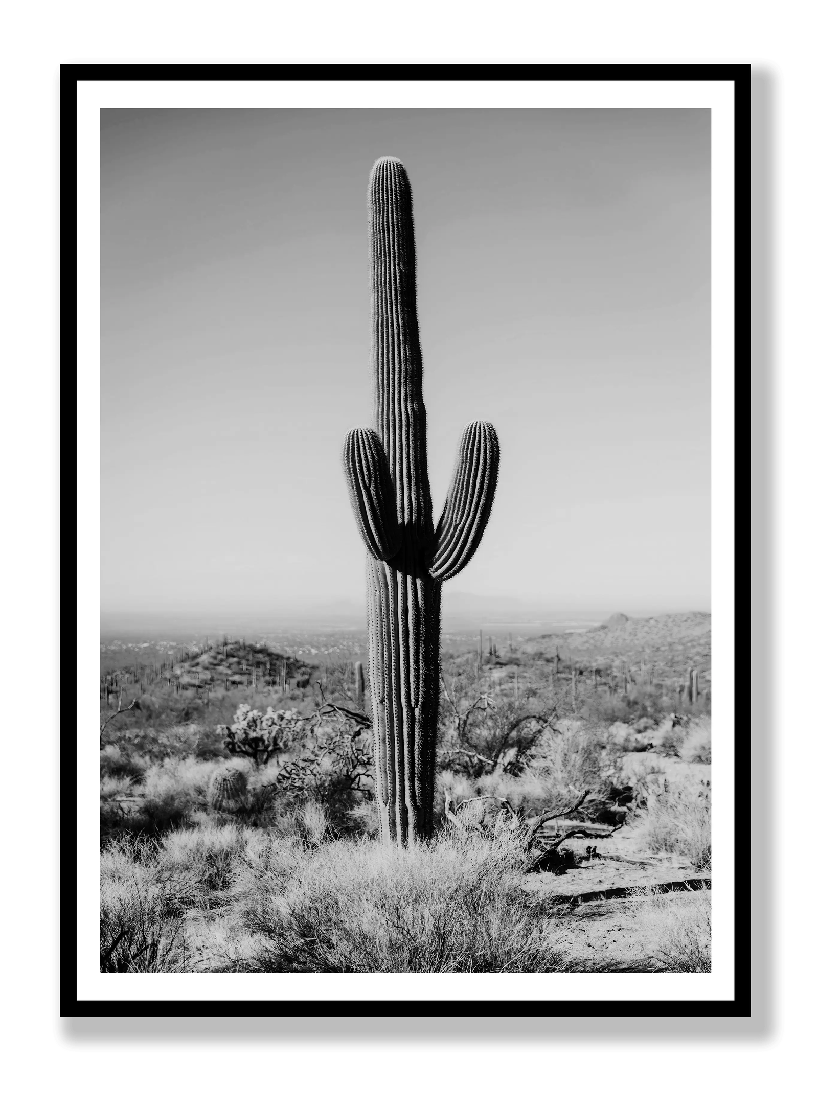 Cactus Black And White plakat