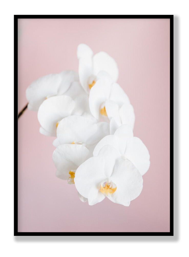 Orchid 2 plakat