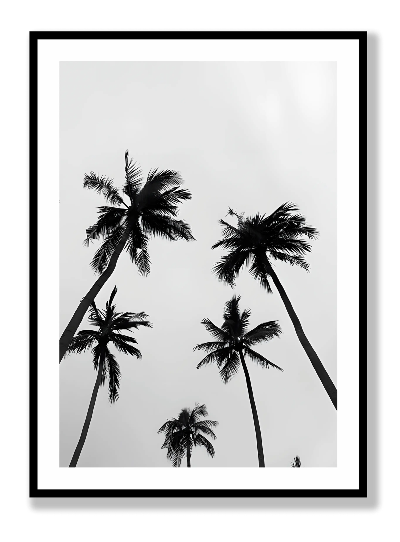 Palm Trees plakat