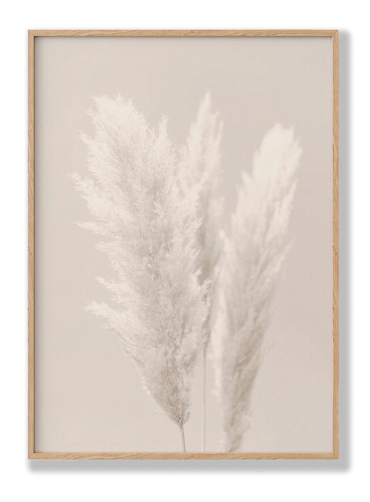 Pampas Grass 2 plakat