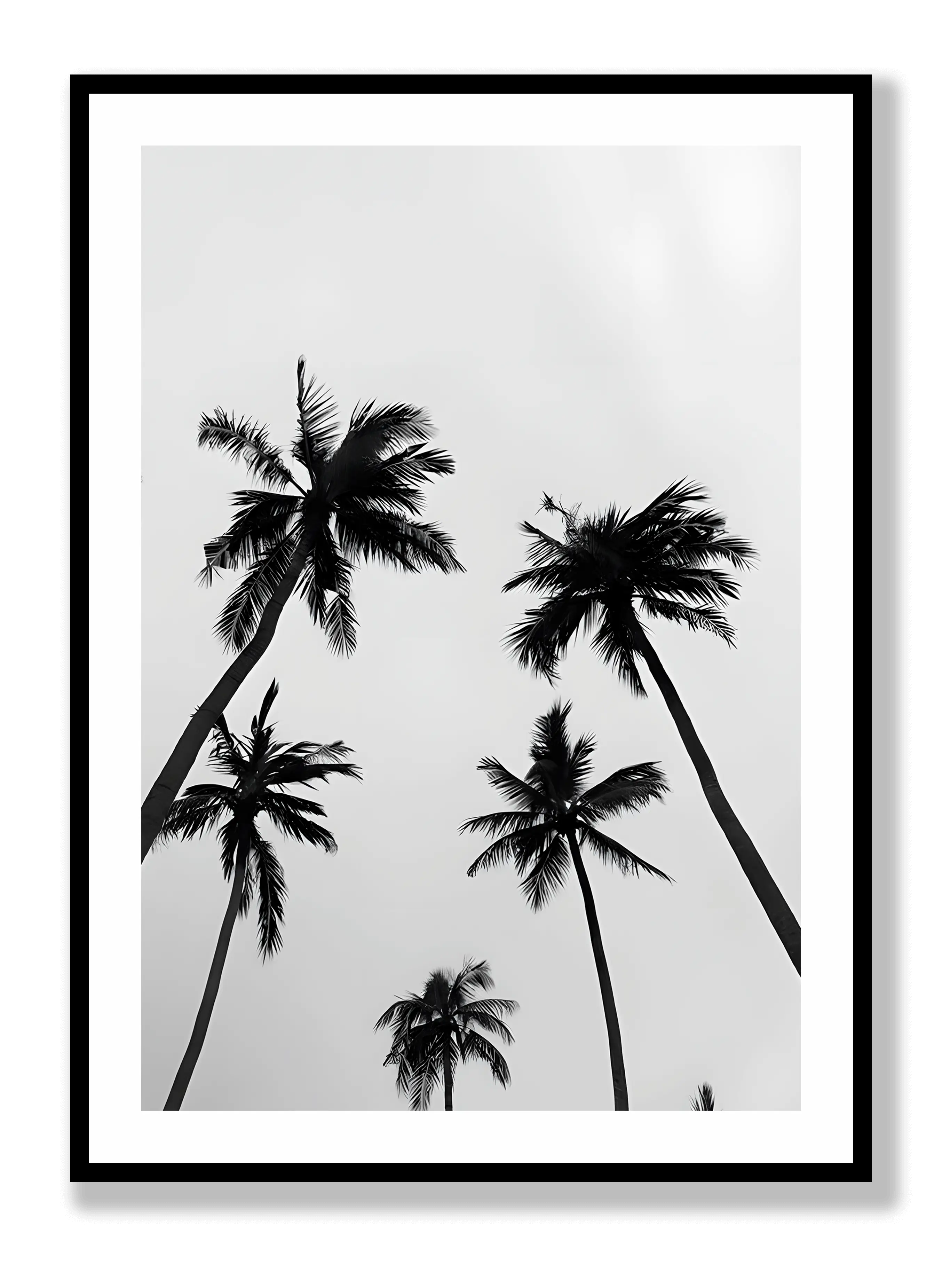 Palm Trees Plakat