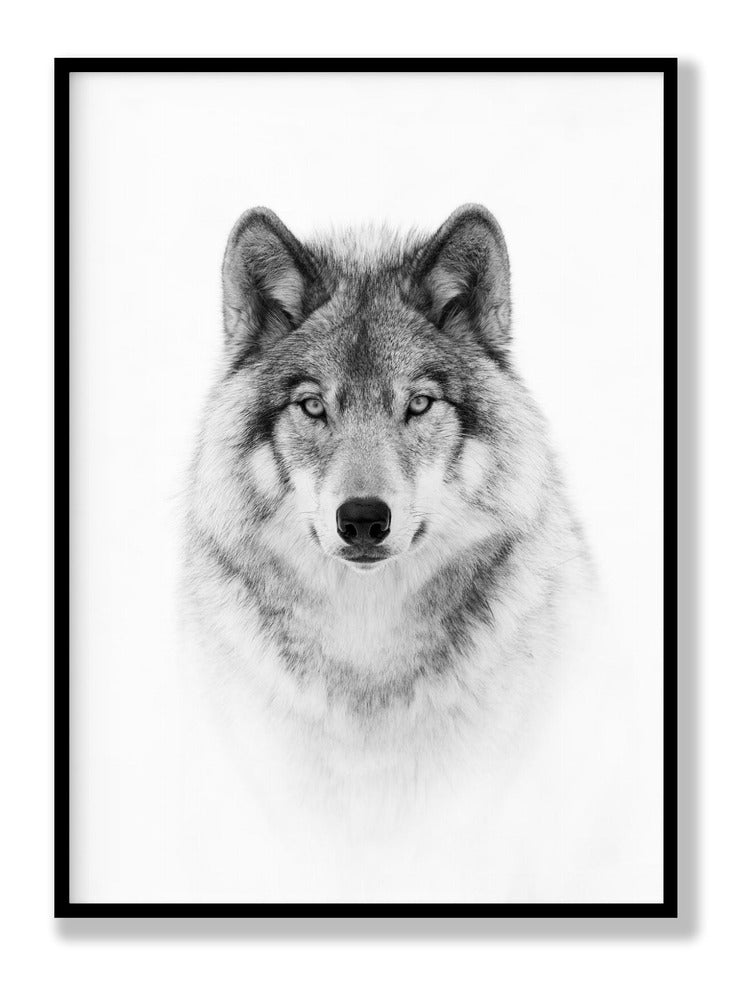 Portrait of a Timber Wolf