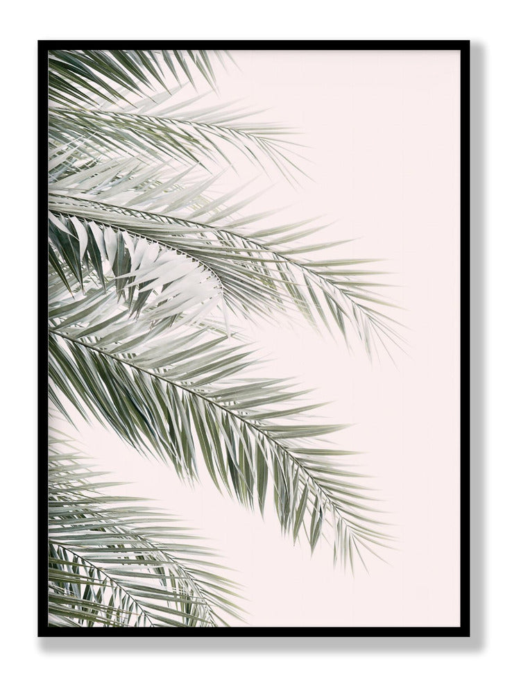 Blush Palm Leaves