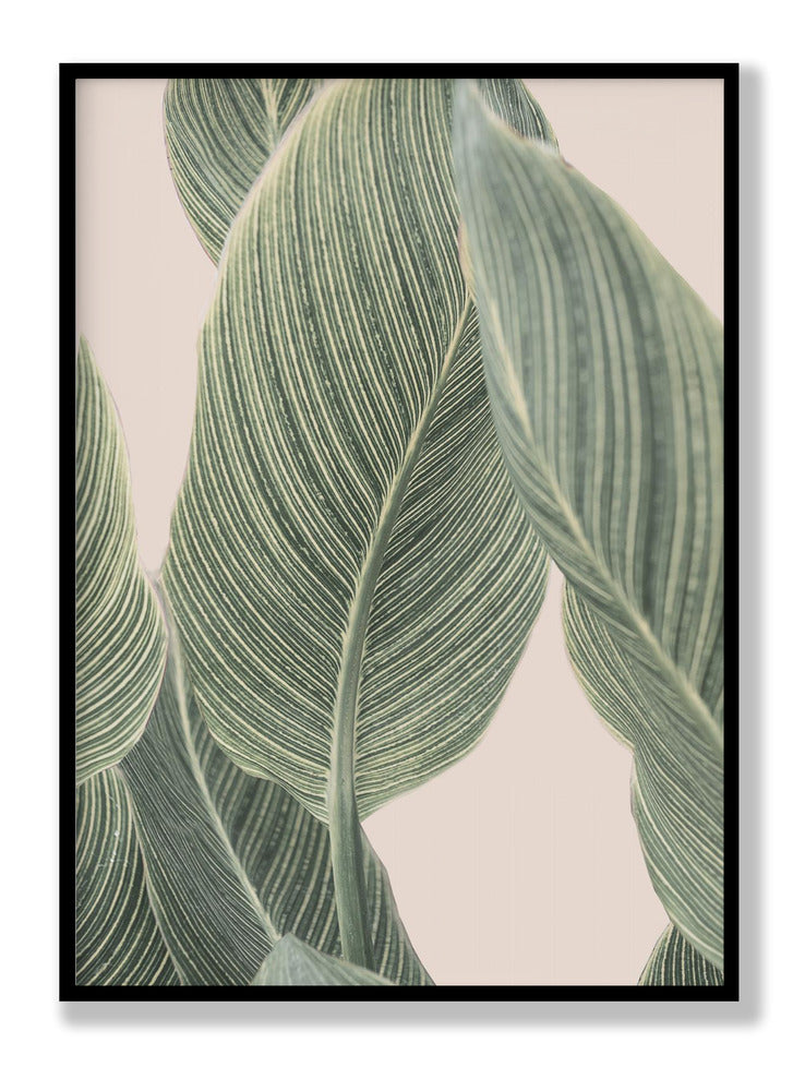 Calla Leaf