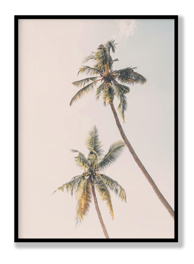 Tropical Palms