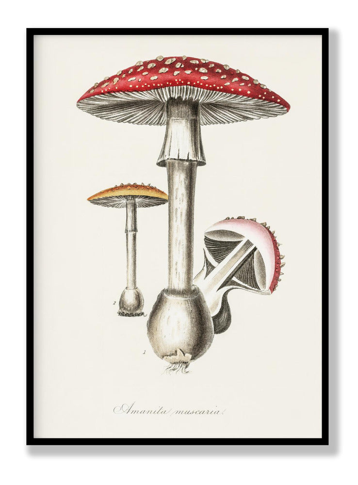 Amanita Muscaria Illustration. Medical Botany 1836