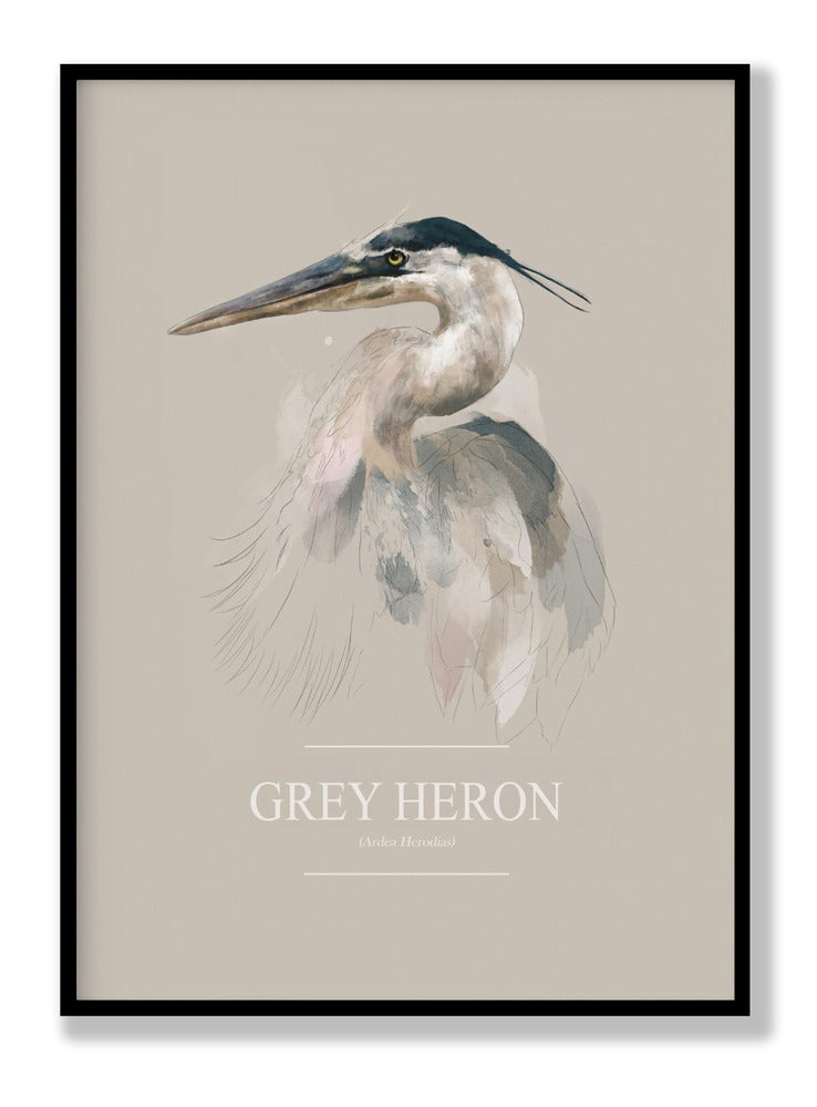 Grey Heron