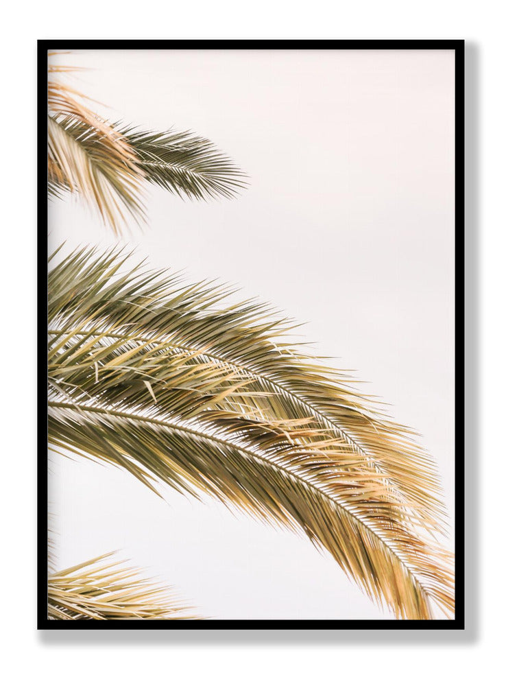 Oasis Palm 2