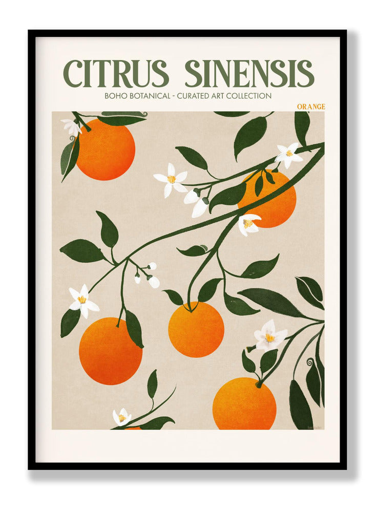 Citrus Sinensis - Orange