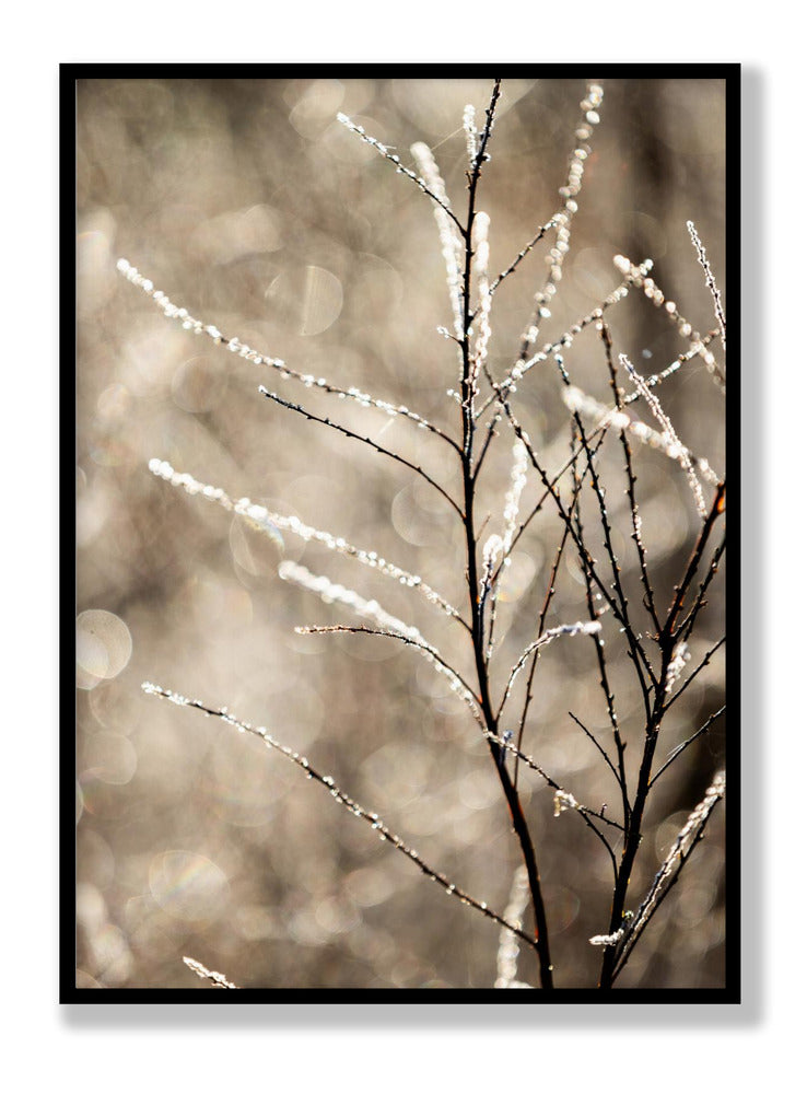 A Winter Morning 5