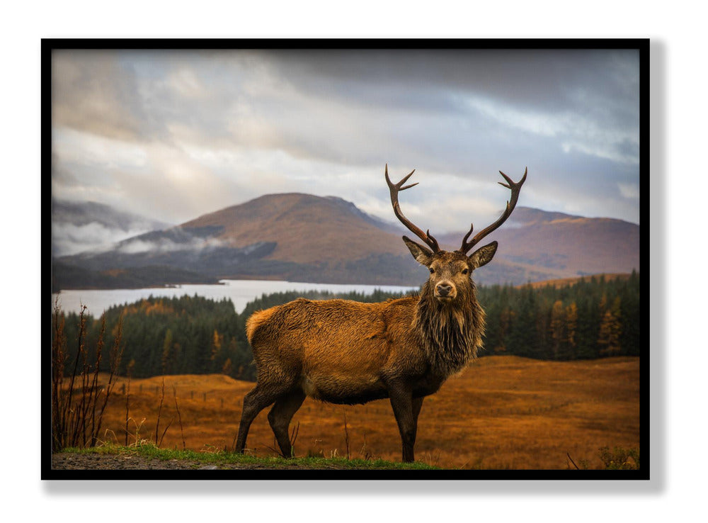 Scottish Stag