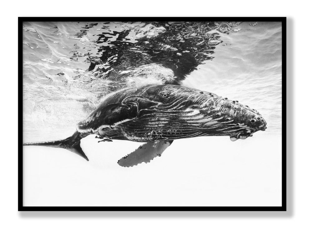 Humpback whale calf