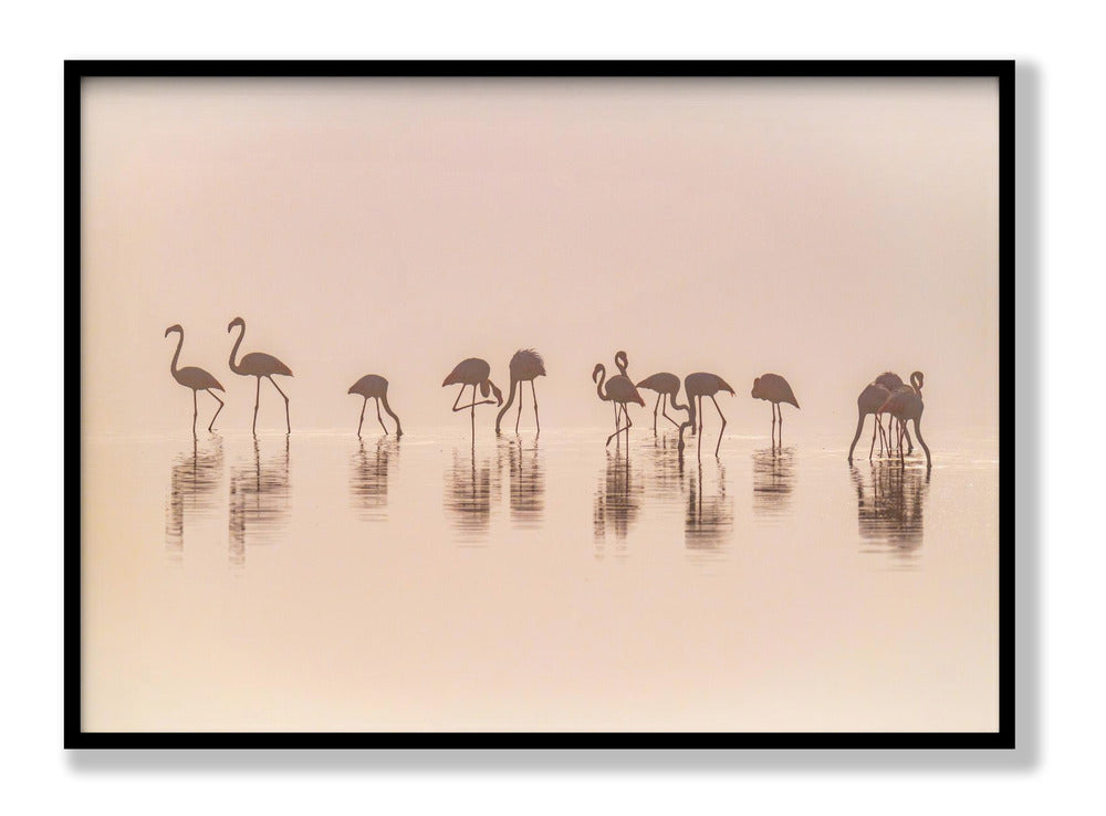 Flamingos in the mist