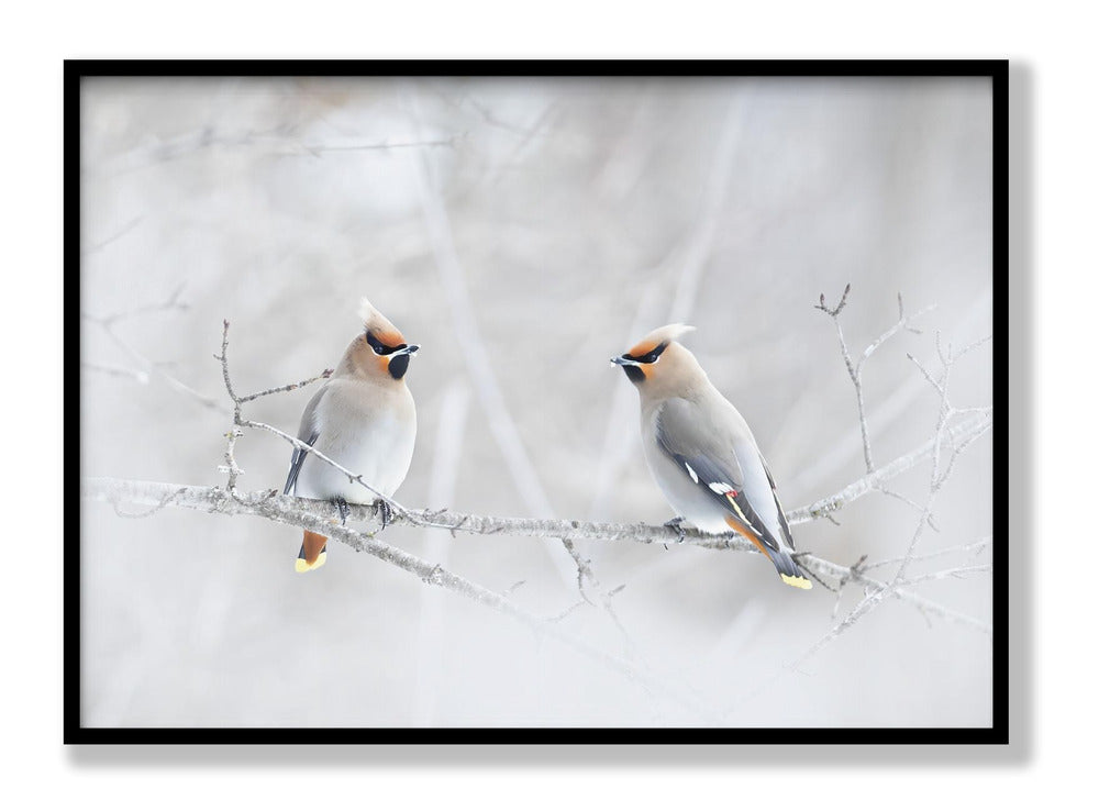 Bohemian Waxwings